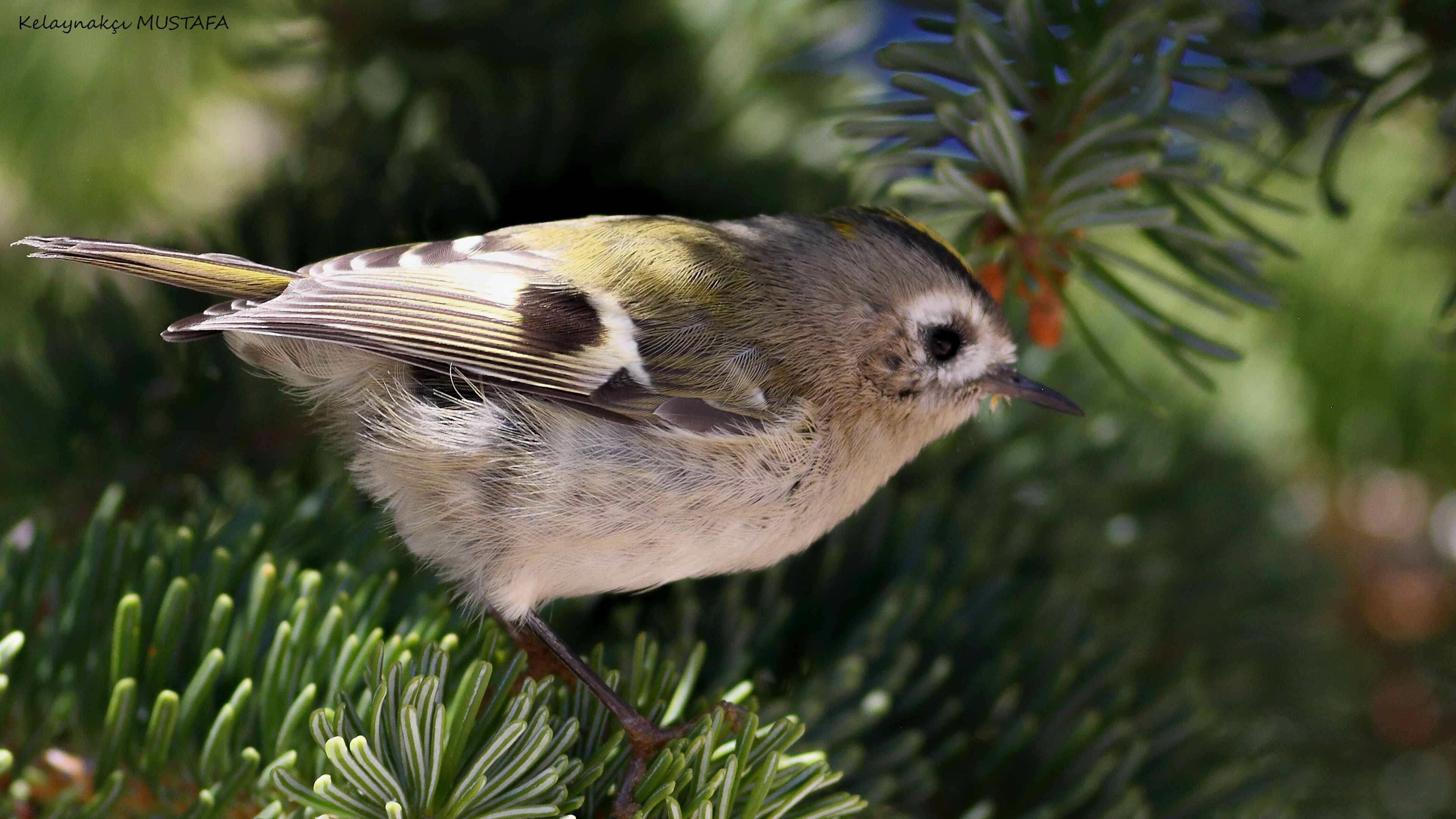Goldcrest